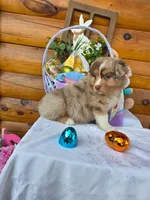 Wagner, a male Australian Shepherd for sale in Centerville, IA – Photo 2 of 5