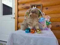 Wagner, a male Australian Shepherd for sale in Centerville, IA – Photo 4 of 5