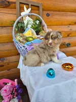 Wagner, a male Australian Shepherd for sale in Centerville, IA – Photo 3 of 5