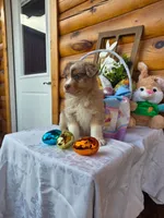 Wagner, a male Australian Shepherd for sale in Centerville, IA – Photo 1 of 5