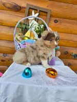 Wagner, a male Australian Shepherd for sale in Centerville, IA – Photo 5 of 5