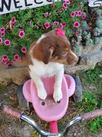 Kinza, a female Australian Shepherd for sale in Centerville, IA – 2 of 5