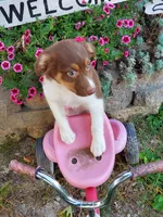 Kinza, a female Australian Shepherd for sale in Centerville, IA – 5 of 5