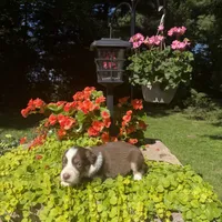 Kurt, a male Australian Shepherd for sale in Centerville, IA – 6 of 6