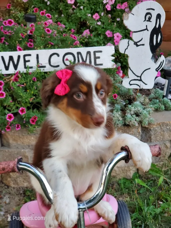 Kaylee – Australian Shepherd puppy for sale in Centerville, IA