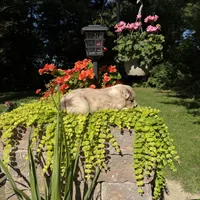 Betzy, a female Australian Shepherd for sale in Centerville, IA – 4 of 6