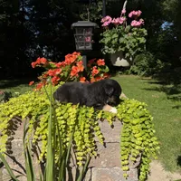 Bear, a male Australian Shepherd for sale in Centerville, IA – 5 of 7