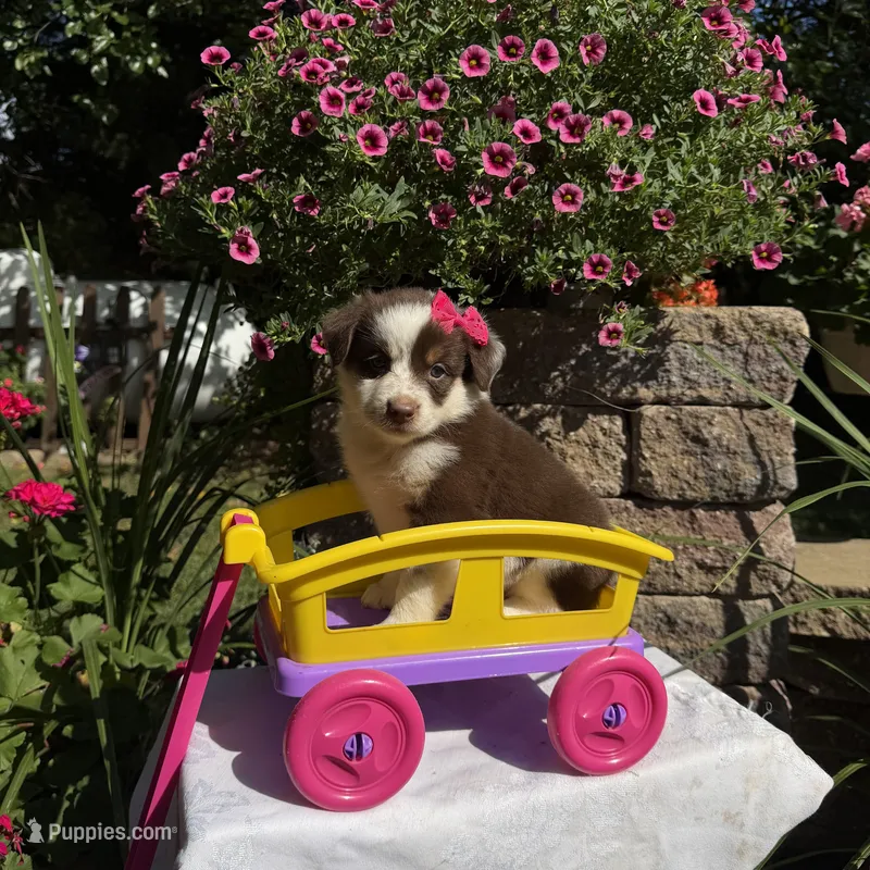 Kai – Australian Shepherd puppy for sale in Centerville, IA