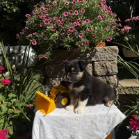 Oreo, a male Australian Shepherd for sale in Centerville, IA – 5 of 5