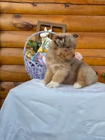 Wendall, a male Australian Shepherd for sale in Centerville, IA – Photo 5 of 8