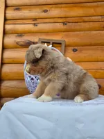 Wendall, a male Australian Shepherd for sale in Centerville, IA – Photo 7 of 8