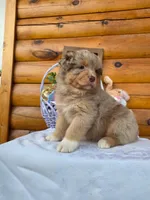 Wendall, a male Australian Shepherd for sale in Centerville, IA – Photo 8 of 8