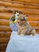 Wendall, a male Australian Shepherd for sale in Centerville, IA – Photo 1 of 8