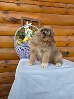 Wendall, a male Australian Shepherd for sale in Centerville, IA – Photo 3 of 8