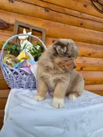 Wendall, a male Australian Shepherd for sale in Centerville, IA – Photo 4 of 8