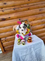 Galena, a female Australian Shepherd for sale in Centerville, IA – Photo 3 of 6