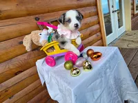 Galena, a female Australian Shepherd for sale in Centerville, IA – Photo 1 of 6