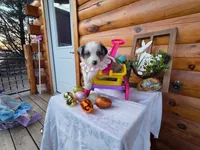 Galena, a female Australian Shepherd for sale in Centerville, IA – Photo 5 of 6