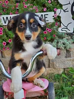Kate, a female Australian Shepherd for sale in Centerville, IA – 3 of 5