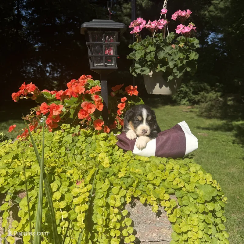 OriAna – Australian Shepherd puppy for sale in Centerville, IA