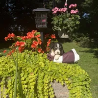 OriAna, a female Australian Shepherd for sale in Centerville, IA – 1 of 5