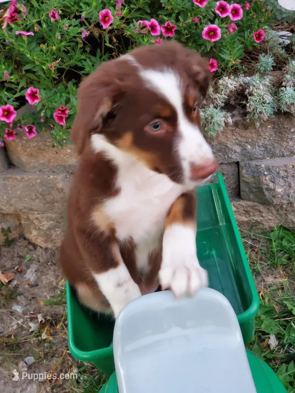 Kurt – Australian Shepherd puppy for sale in Centerville, IA