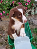 Kurt, a male Australian Shepherd for sale in Centerville, IA – 1 of 8