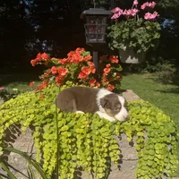 Orli, a male Australian Shepherd for sale in Centerville, IA – 7 of 7