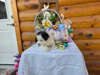 Winona, a female Australian Shepherd for sale in Centerville, IA – Photo 5 of 7