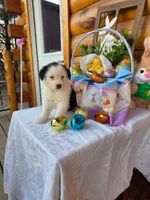 Winona, a female Australian Shepherd for sale in Centerville, IA – Photo 1 of 7