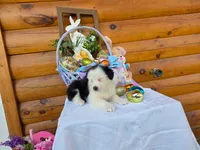 Winona, a female Australian Shepherd for sale in Centerville, IA – Photo 2 of 7