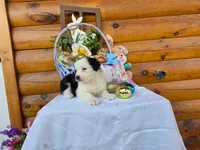 Winona, a female Australian Shepherd for sale in Centerville, IA – Photo 4 of 7