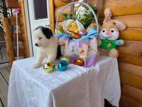 Winona, a female Australian Shepherd for sale in Centerville, IA – Photo 6 of 7