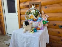 Winona, a female Australian Shepherd for sale in Centerville, IA – Photo 3 of 7