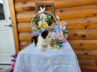 Winona, a female Australian Shepherd for sale in Centerville, IA – Photo 7 of 7