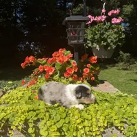 Kobi, a male Australian Shepherd for sale in Centerville, IA – 4 of 7