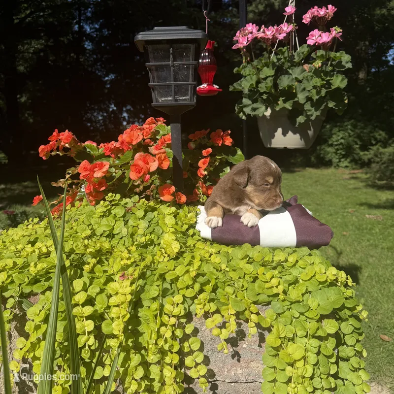 Oakley – Australian Shepherd puppy for sale in Centerville, IA