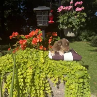 Oakley, a female Australian Shepherd for sale in Centerville, IA – 1 of 6