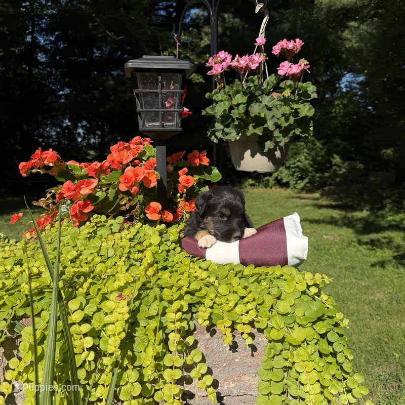 Bear – Australian Shepherd puppy for sale in Centerville, IA