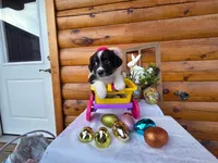 Gigi, a female Australian Shepherd for sale in Centerville, IA – Photo 2 of 6