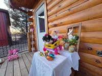 Gigi, a female Australian Shepherd for sale in Centerville, IA – Photo 3 of 6