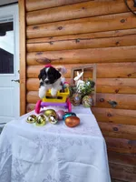 Gigi, a female Australian Shepherd for sale in Centerville, IA – Photo 1 of 6