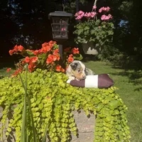Olivia, a female Australian Shepherd for sale in Centerville, IA – 2 of 7