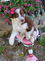 Kai, a female Australian Shepherd for sale in Centerville, IA – 4 of 4