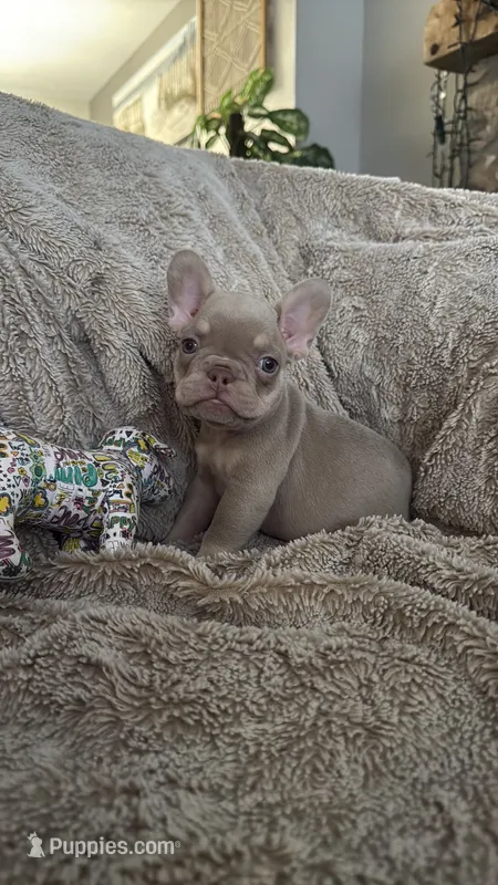 New Shade Isabella and Tan (Peaches) 🍑 – French Bulldog puppy for sale in Louisville, KY