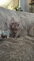 New Shade Isabella and Tan (Peaches) 🍑, a female French Bulldog for sale in Louisville, KY – 1 of 4