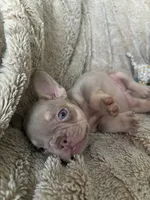 New Shade Isabella and Tan (Peaches) 🍑, a female French Bulldog for sale in Louisville, KY – 4 of 4