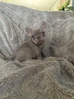 New Shade Isabella and Tan (Peaches) 🍑, a female French Bulldog for sale in Louisville, KY – 3 of 4