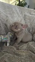 New Shade Isabella and Tan (Peaches) 🍑, a female French Bulldog for sale in Louisville, KY – 2 of 4