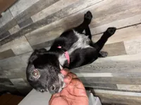 Chloe, a female Border Collie for sale in New York, NY – 4 of 4